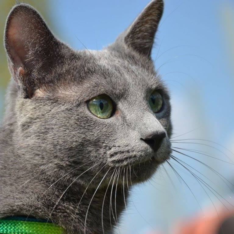 Russian Blue male cat