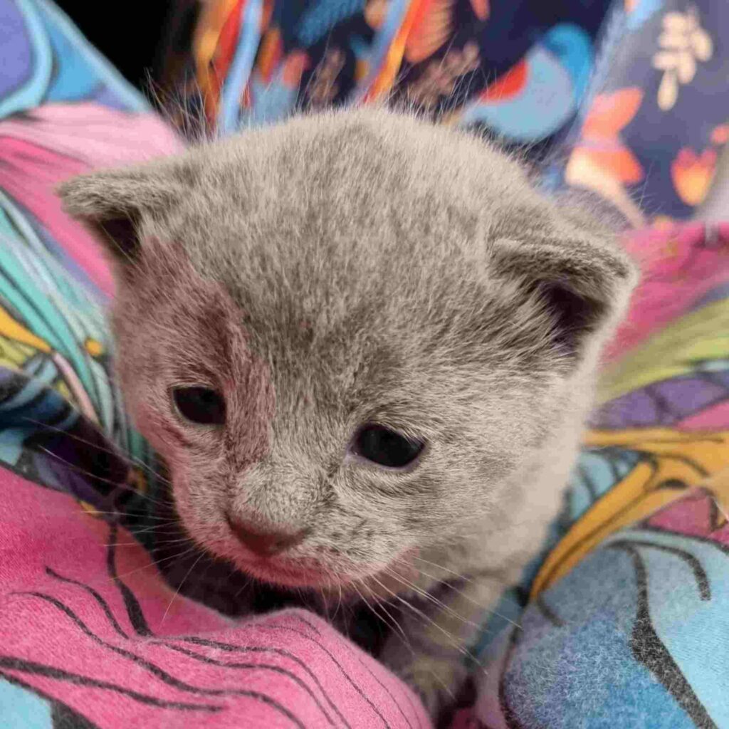 Russian Blue kitten