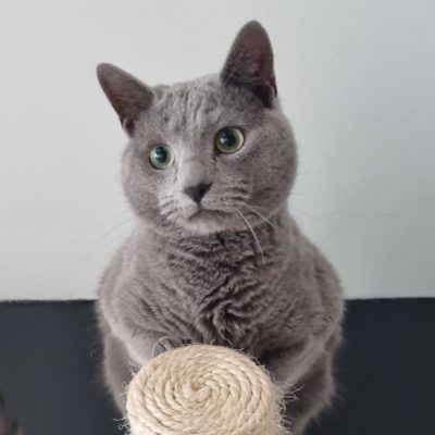 Russian Blue male cat