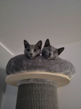 Russian Blue kittens