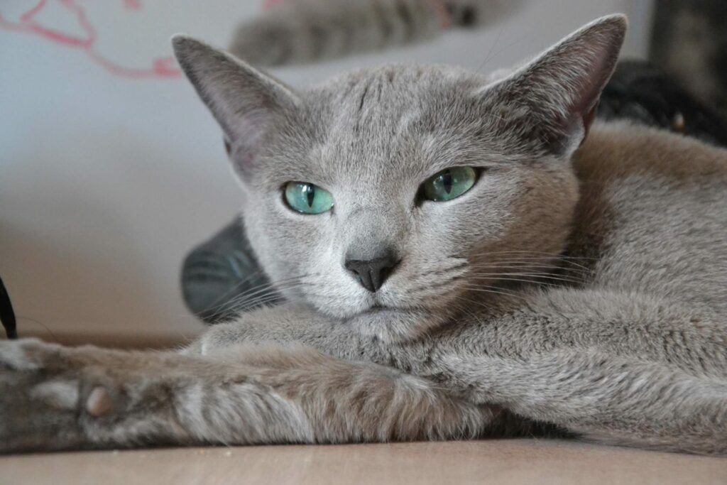 Russian Blue cat from the cattery