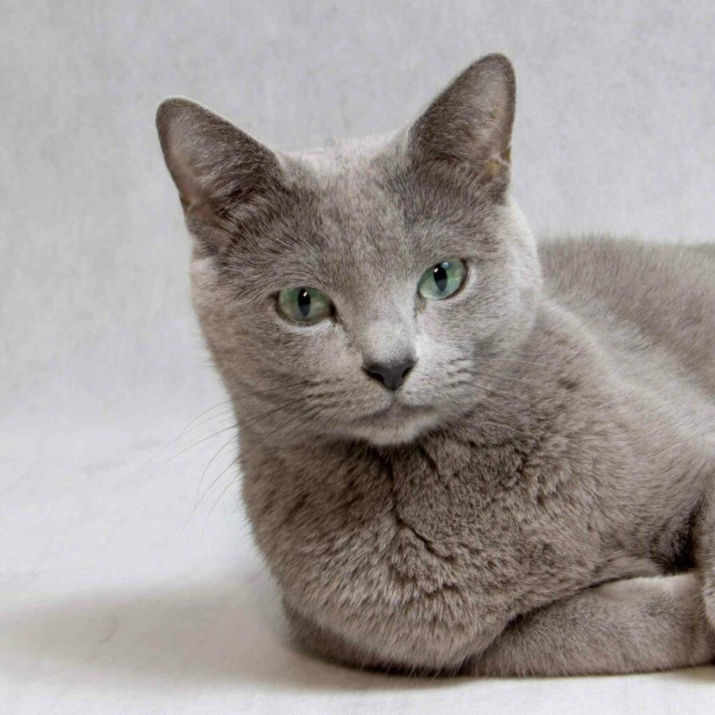 Russian Blue cat from the cattery