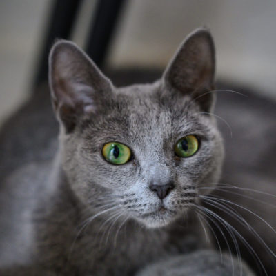 Russian Blue cat from the cattery