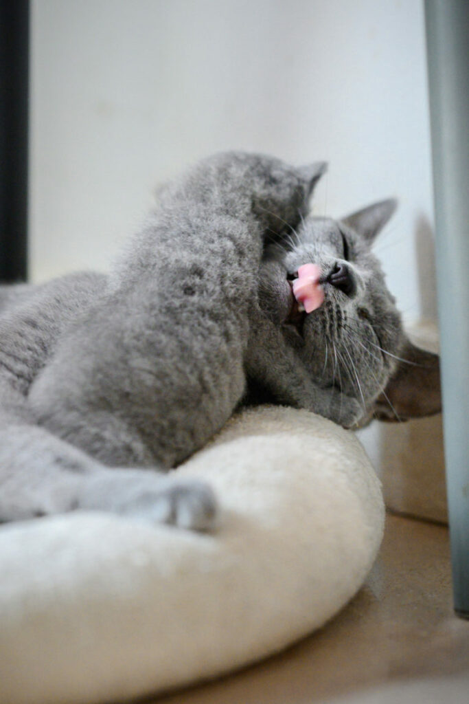 Russian Blue kitten