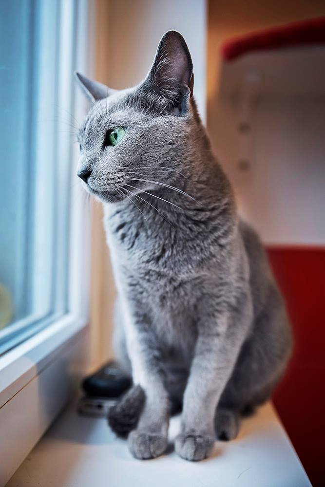 Russian Blue cat from the cattery