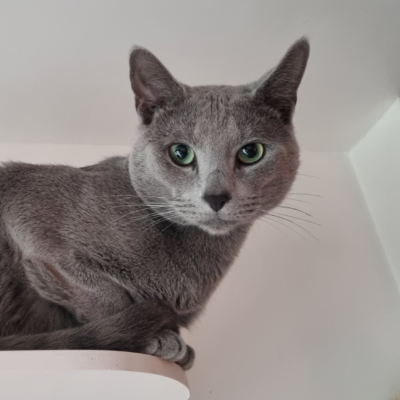 Russian Blue male cat