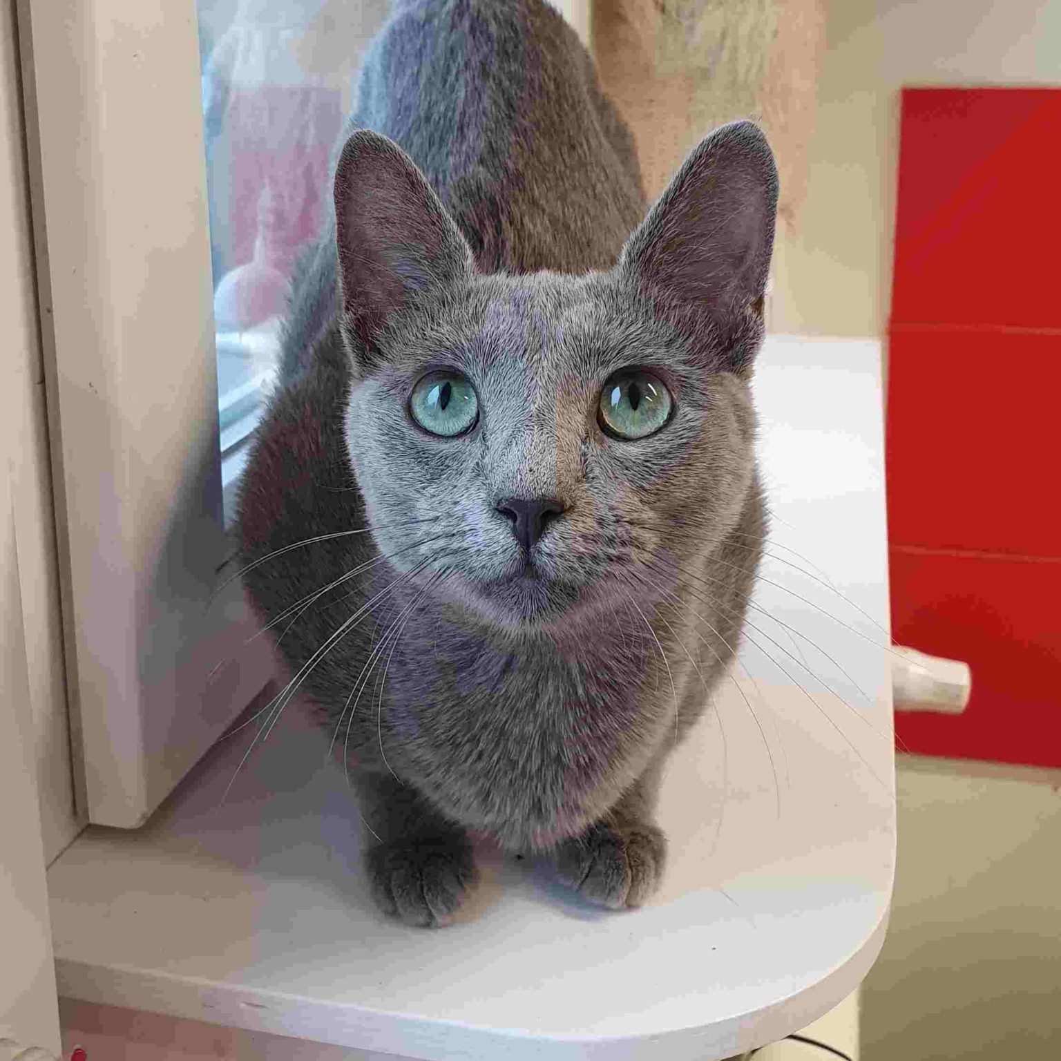 Russian Blue female cat