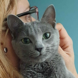 Russian Blue breeding female cat