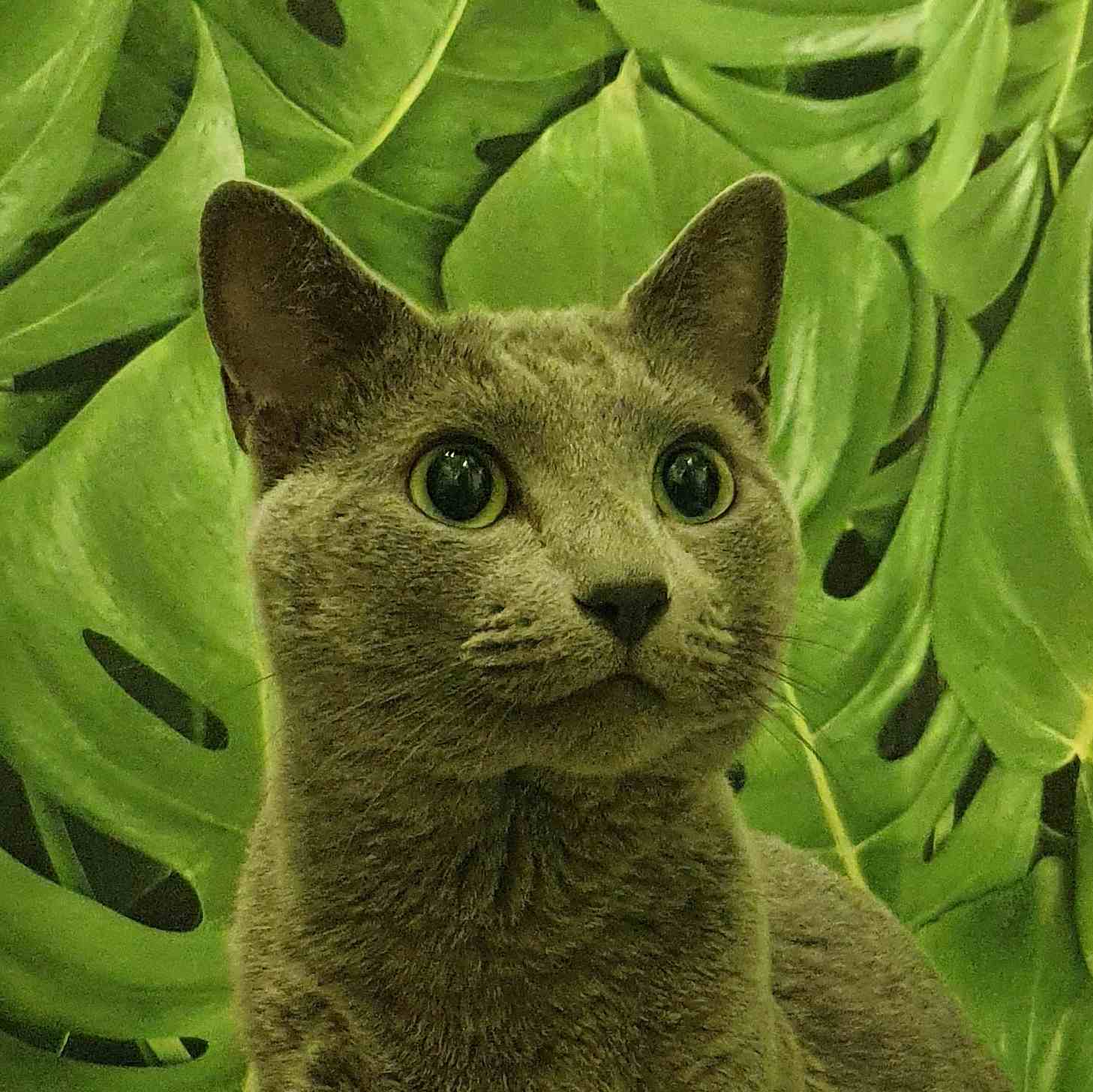 Russian Blue male cat