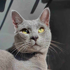 Russian Blue cat from the cattery