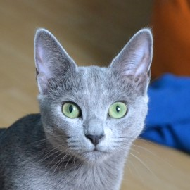 Russian Blue kittens