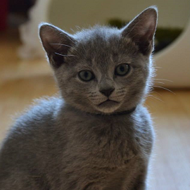 Russian Blue kittens