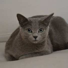 Russian Blue kittens