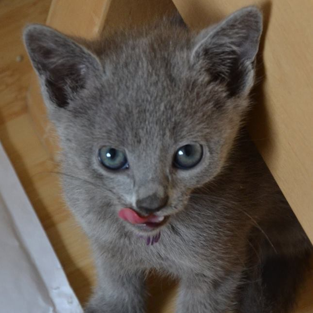 Russian Blue kittens