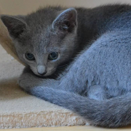 Russian Blue kittens