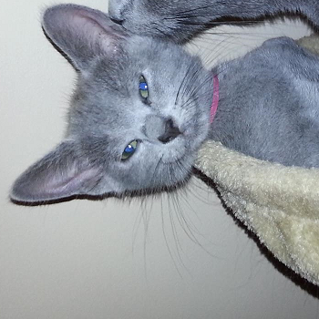 Russian Blue kittens