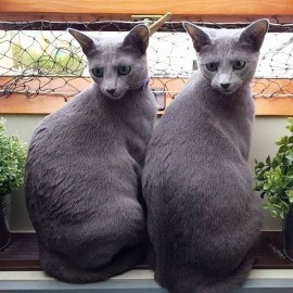 Russian Blue kittens