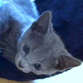 Russian Blue kittens