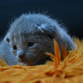 Russian Blue kittens