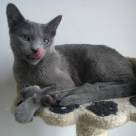 Russian Blue kittens