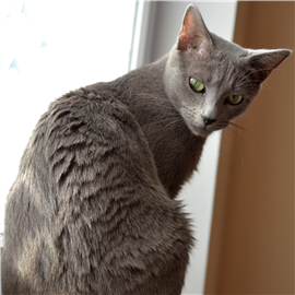 Russian Blue female cat