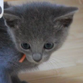 Russian Blue kittens