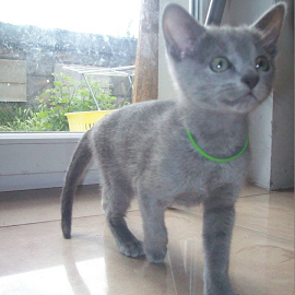 Russian Blue kittens