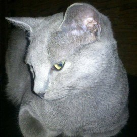 Russian Blue kittens