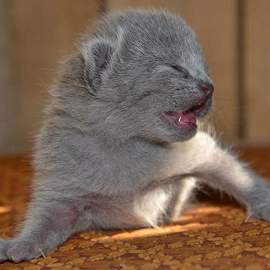 Russian Blue kittens