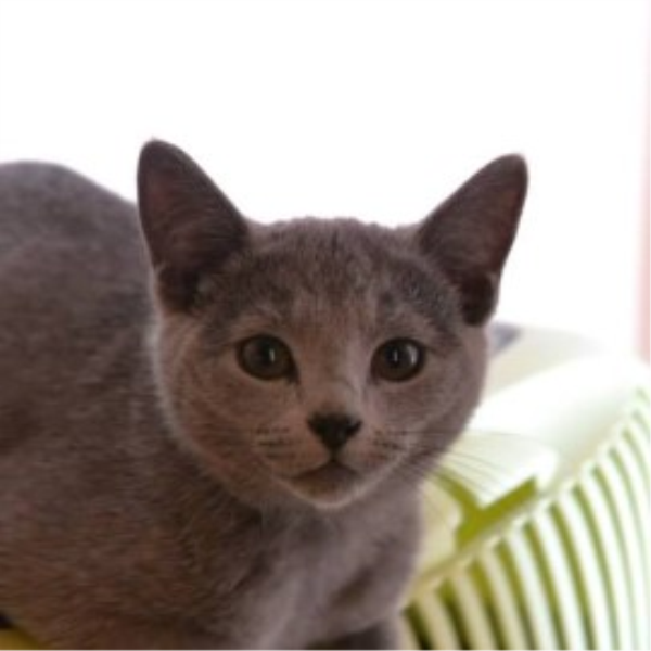 Russian Blue kittens