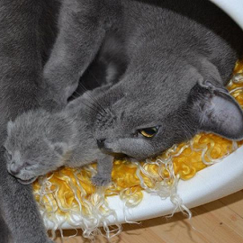 Russian Blue kittens