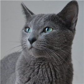 Russian Blue cat from the cattery