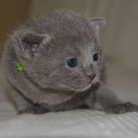 Russian Blue kittens