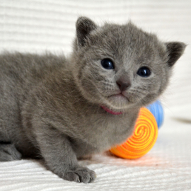 Russian Blue kittens