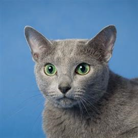 Russian Blue male cat