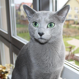 Russian Blue male cat