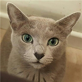 Russian Blue kittens