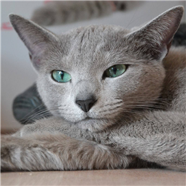 Russian Blue kittens