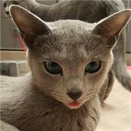 Russian Blue kittens