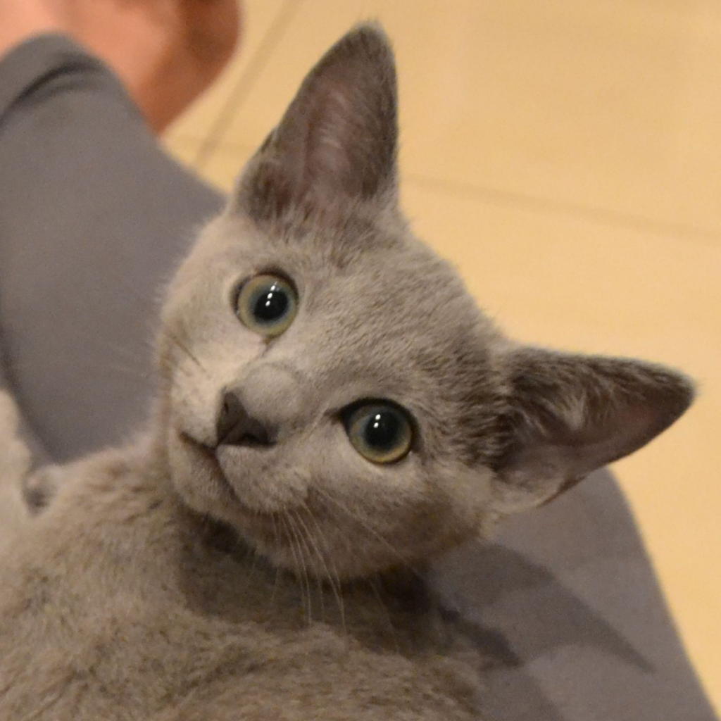 Russian Blue kittens