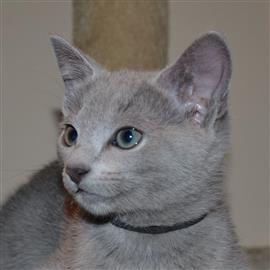 Russian Blue kittens