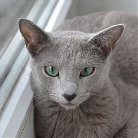 Russian Blue kittens