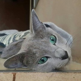 Russian Blue kittens