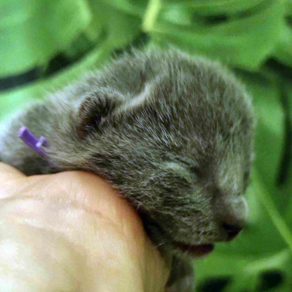 Russian Blue kittens