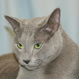 Russian Blue male cat