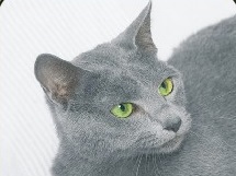 Russian Blue male cat