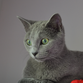 Russian Blue cat from the cattery