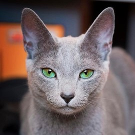 Russian Blue female cat