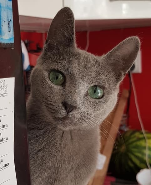 Russian Blue female cat