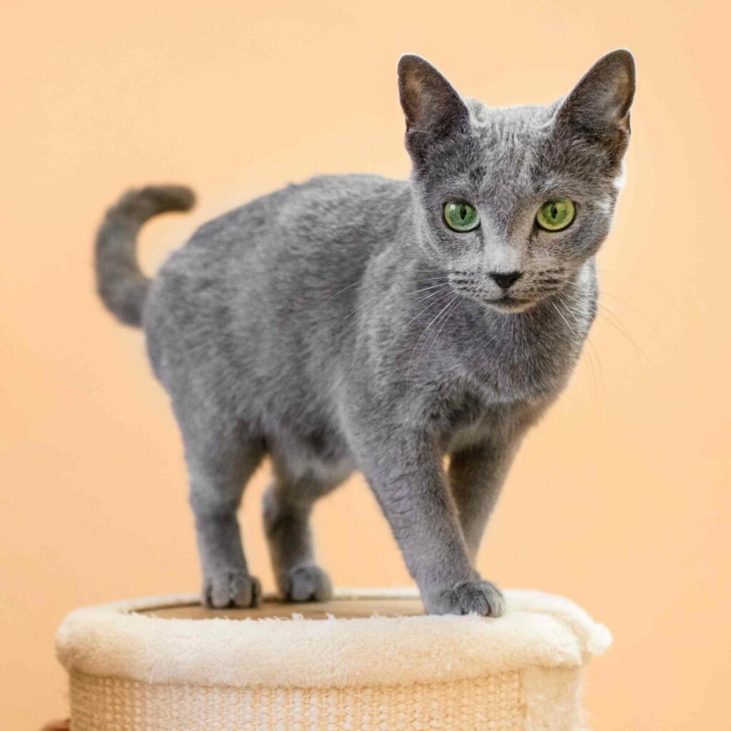 Russian Blue female cat